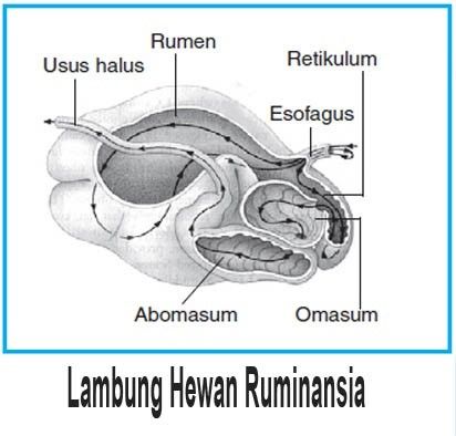 Organ Pencernaan Hewan Ruminansia Beserta Fungsinya Biologi Kelas 11